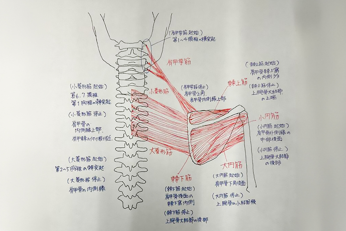 解剖学お絵描き手当