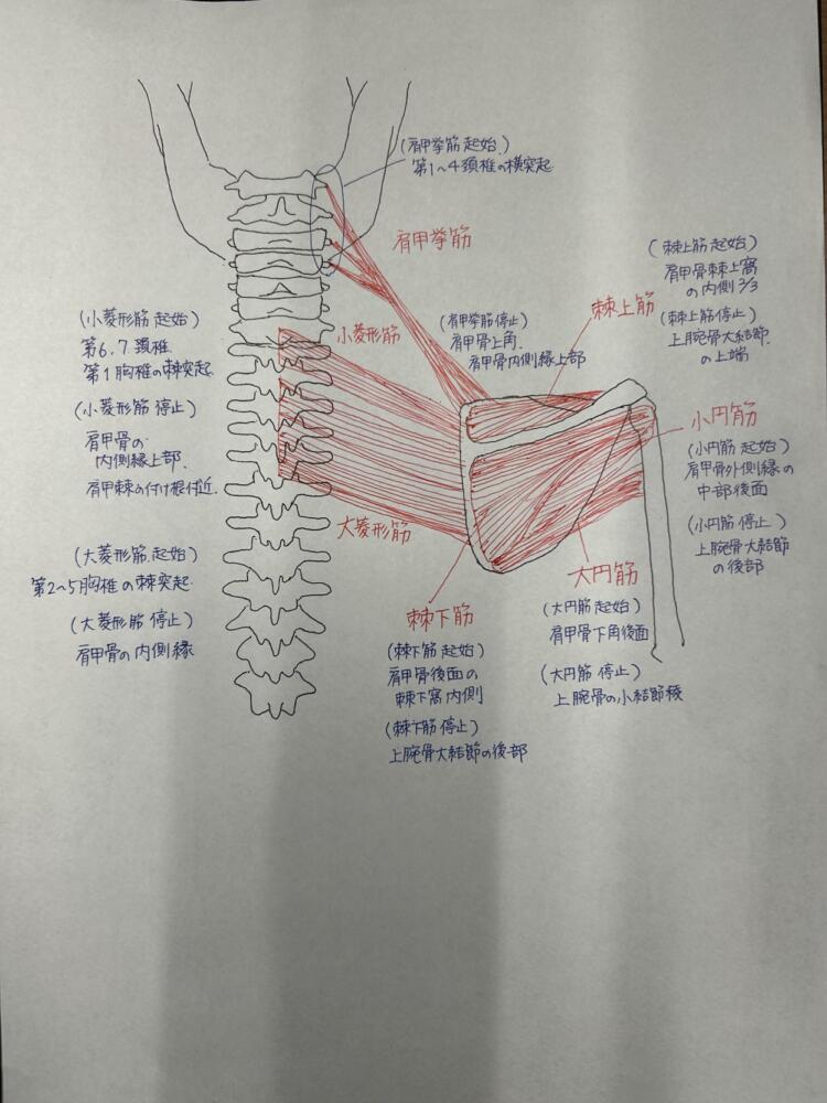 解剖学お絵描き手当